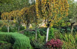 The linked branches of crab apple trees form a golden crown in the kitchen garden in autumn.jpg
